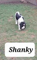 Shanky, a male English Springer Spaniel for sale in Blaine, WA – Photo 2 of 2