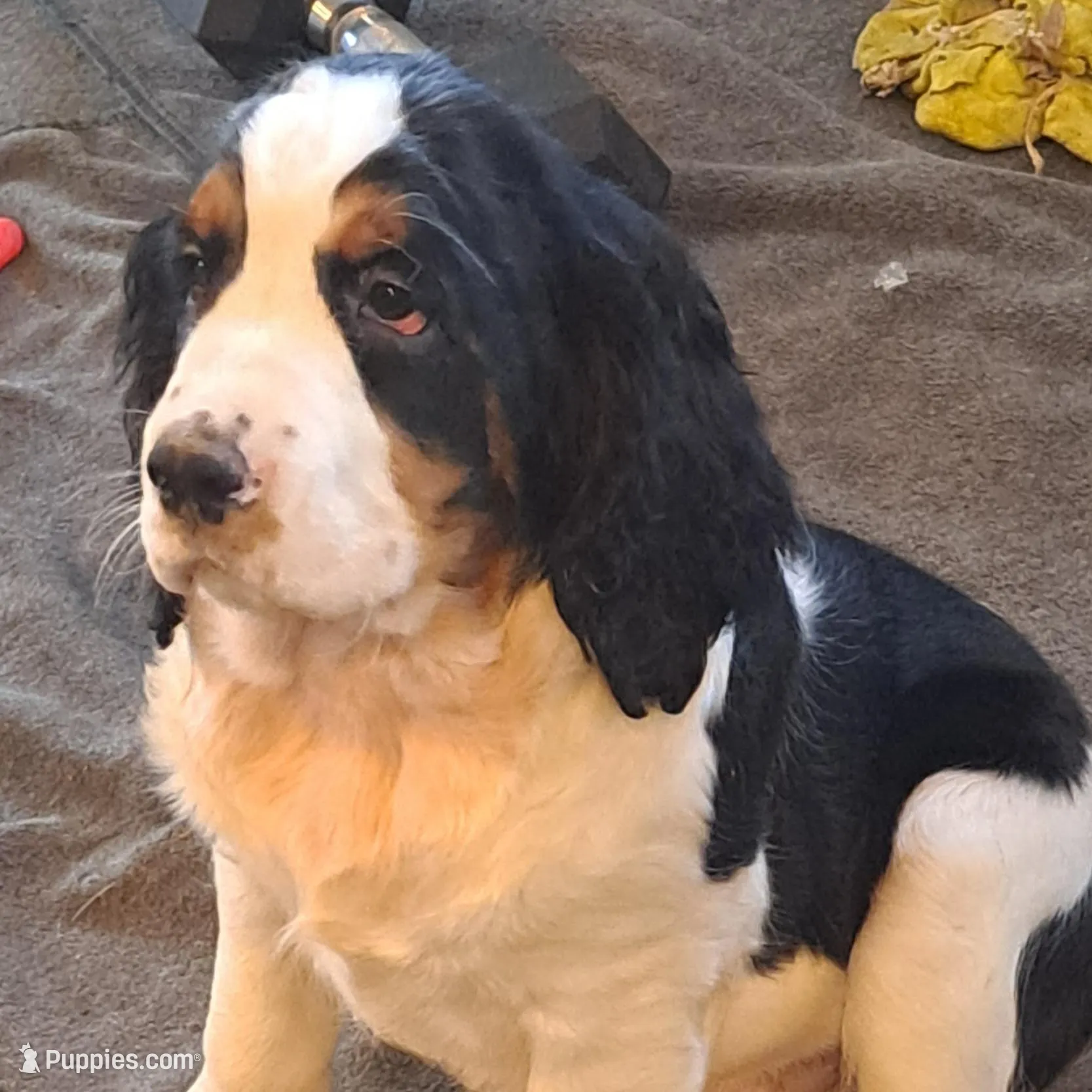 Shanky, a male English Springer Spaniel for sale in Blaine, WA – Photo 1 of 1