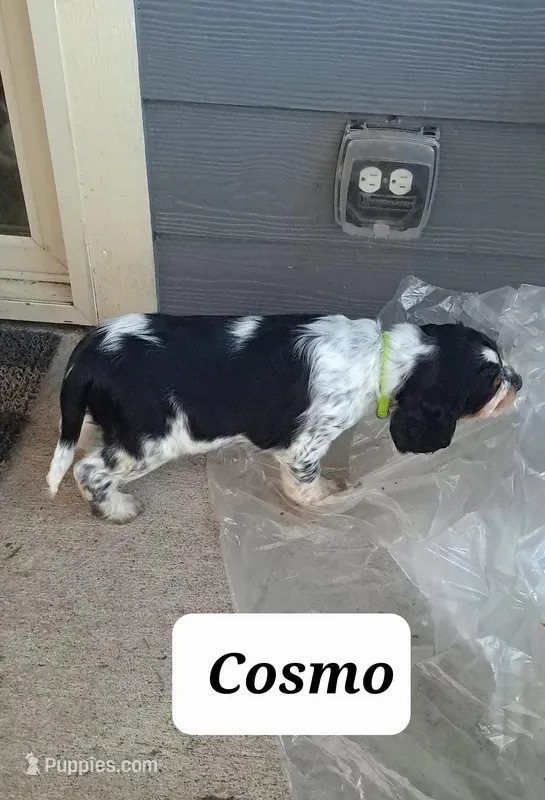 Cosmo