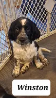 Winston, a male English Springer Spaniel for sale in Blaine, WA – Photo 1 of 2