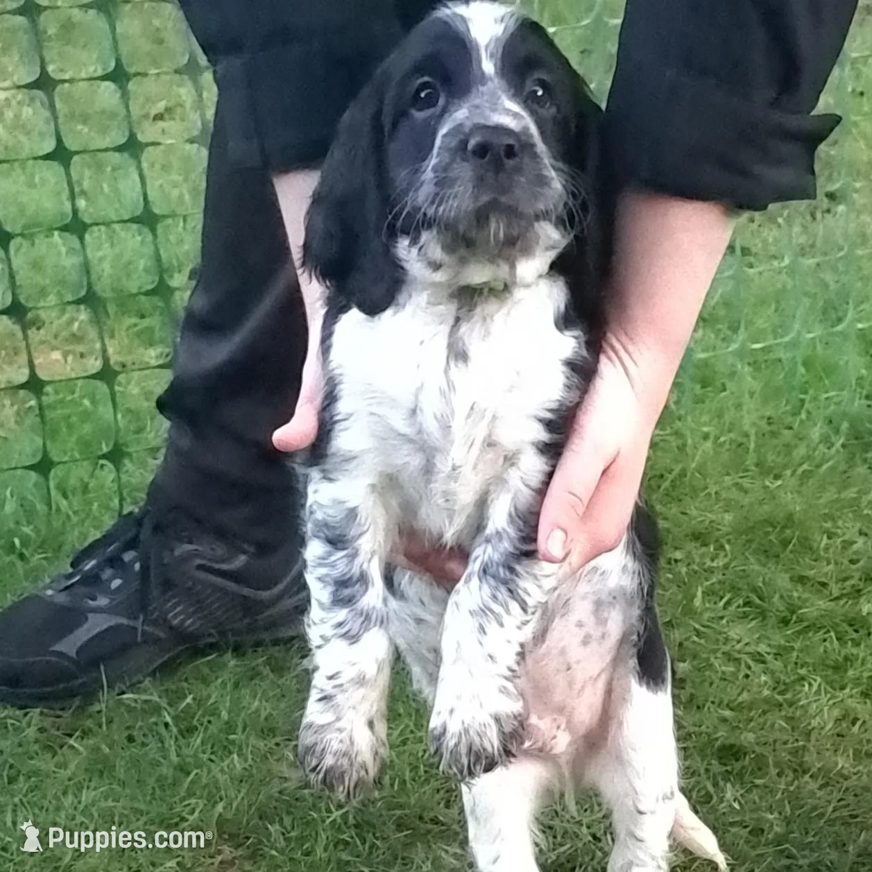 Winston, a male English Springer Spaniel for sale in Blaine, WA – Photo 2 of 2