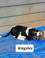 Kingsley, a male English Springer Spaniel for sale in Blaine, WA – Photo 2 of 2