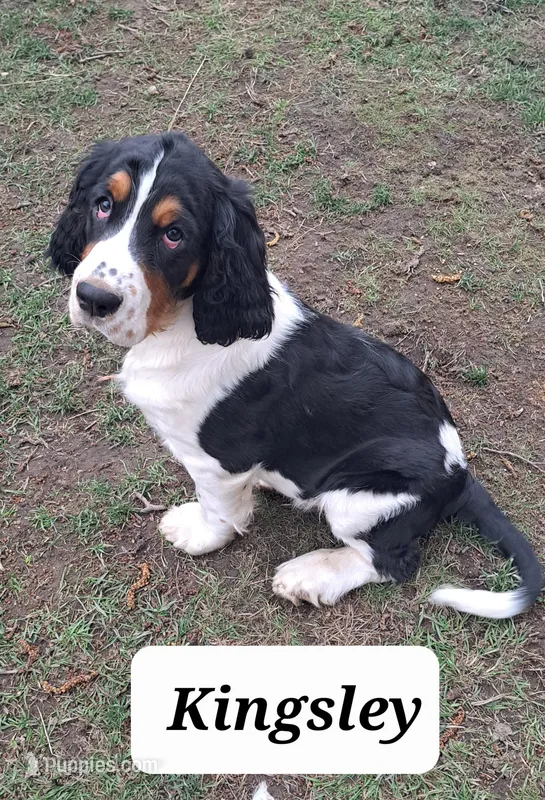 Kingsley – English Springer Spaniel puppy for sale in Blaine, WA