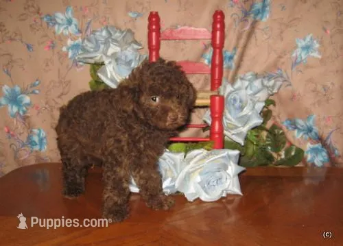 Chocolate Boy – Poodle - Toy  puppy for sale in Bakersfield, CA