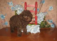 Chocolate Boy, a male Poodle - Toy  for sale in Bakersfield, CA – 1 of 1