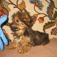 Exotic Sable Boy, a male Yorkshire Terrier for sale in Bakersfield, CA – Photo 1 of 3