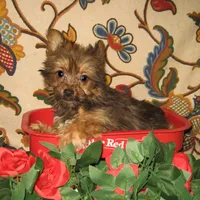 Exotic Sable Boy, a male Yorkshire Terrier for sale in Bakersfield, CA – Photo 2 of 3