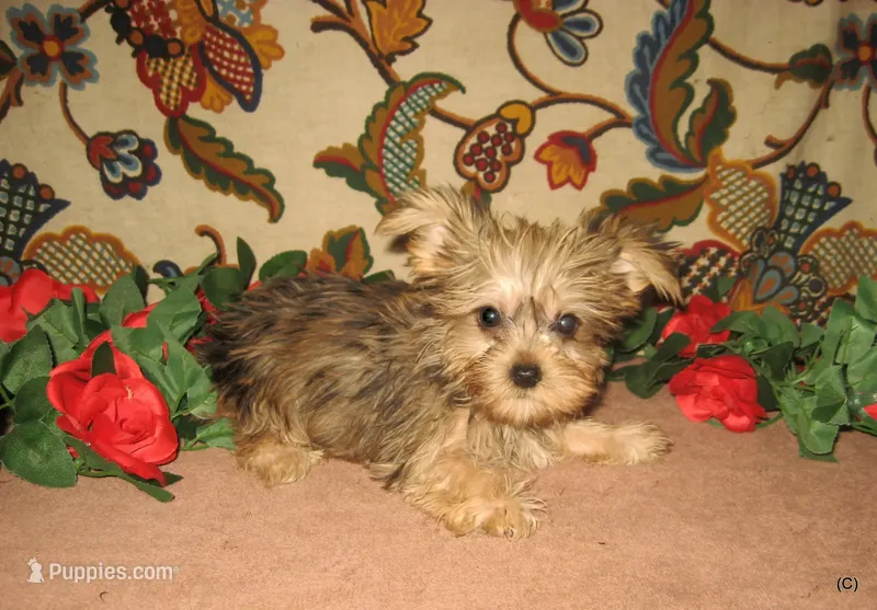 Exotic Blue Merle Boy