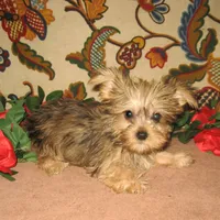 Exotic Blue Merle Boy, a male Yorkshire Terrier for sale in Bakersfield, CA – Photo 1 of 2
