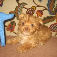 Exotic Red Girl, a female Yorkshire Terrier for sale in Bakersfield, CA – Photo 1 of 2