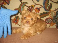 Exotic Red Girl, a female Yorkshire Terrier for sale in Bakersfield, CA – Photo 1 of 2