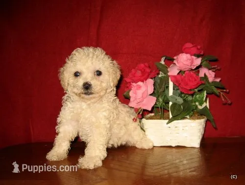 Cream Boy – Poodle - Toy  puppy for sale in Bakersfield, CA