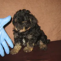 Phantom Girl, a female Poodle - Toy  for sale in Bakersfield, CA – 1 of 1