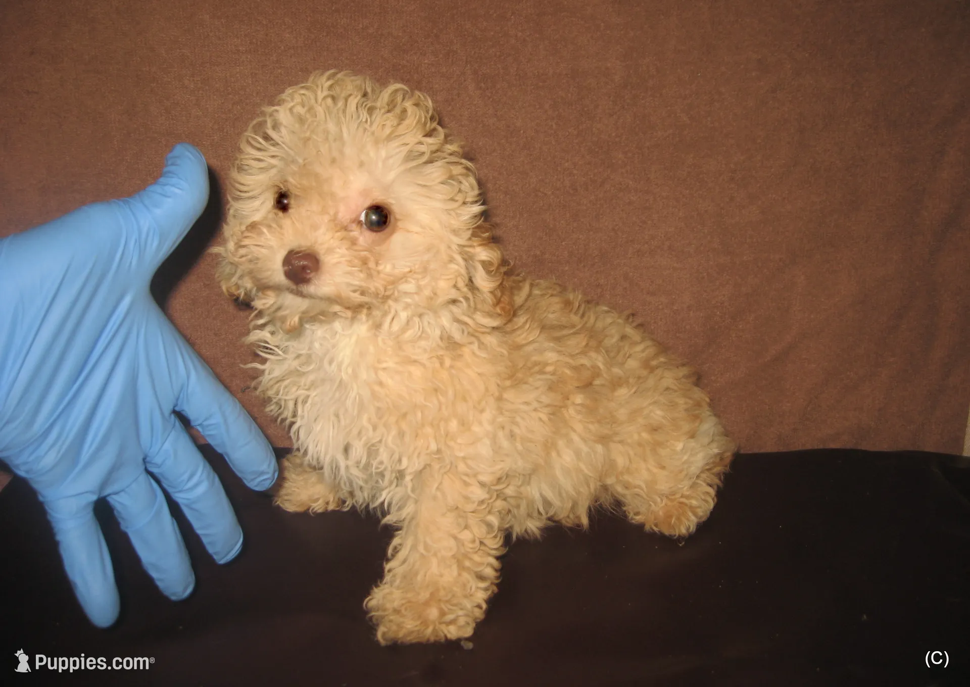 Teacup Apricot Boy – Poodle - Toy Puppy for Sale | Puppies.com