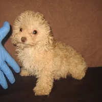 Teacup Apricot Boy, a male Poodle - Toy  for sale in Bakersfield, CA – 1 of 1