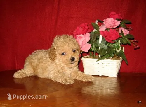 Apricot Girl – Poodle - Toy  puppy for sale in Bakersfield, CA