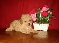Apricot Girl, a female Poodle - Toy  for sale in Bakersfield, CA – 1 of 1