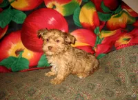 Merle Boy, a male Yorkshire Terrier for sale in Bakersfield, CA – Photo 2 of 3