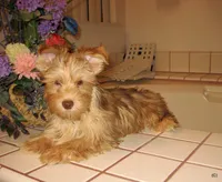 Merle Boy, a male Yorkshire Terrier for sale in Bakersfield, CA – Photo 1 of 3