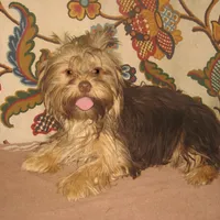 Chocolate Girl, a female Yorkshire Terrier for sale in Bakersfield, CA – 1 of 1