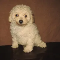 Beige Boy, a male Poodle - Toy  for sale in Bakersfield, CA – 1 of 1
