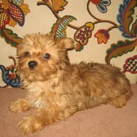 Exotic Red Boy, a male Yorkshire Terrier for sale in Bakersfield, CA – Photo 2 of 3