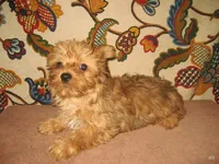 Exotic Red Boy, a male Yorkshire Terrier for sale in Bakersfield, CA – Photo 2 of 3