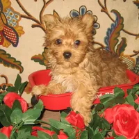 Exotic Red Boy, a male Yorkshire Terrier for sale in Bakersfield, CA – Photo 1 of 3