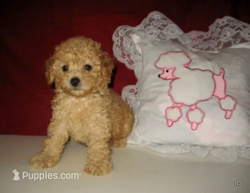 Apricot Boy – Poodle - Toy  puppy for sale in Bakersfield, CA