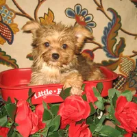 Exotic Sable Girl, a female Yorkshire Terrier for sale in Bakersfield, CA – Photo 1 of 3