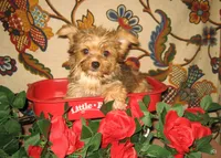 Exotic Sable Girl, a female Yorkshire Terrier for sale in Bakersfield, CA – Photo 1 of 3