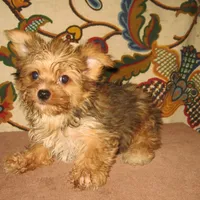 Exotic Sable Girl, a female Yorkshire Terrier for sale in Bakersfield, CA – Photo 2 of 3