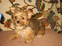 Exotic Sable Girl, a female Yorkshire Terrier for sale in Bakersfield, CA – Photo 2 of 3
