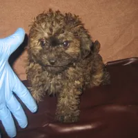 Brown Sable Girl, a female Poodle - Toy  for sale in Bakersfield, CA – 1 of 1