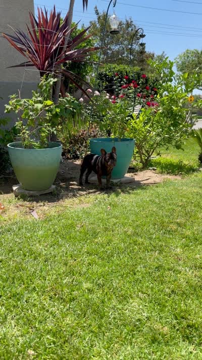 Zuzu, a female French Bulldog for sale in Eastvale, CA – 3 of 4