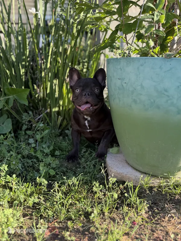Yoshi – French Bulldog puppy for sale in Eastvale, CA