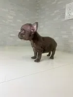 Dolly, a female French Bulldog for sale in Eastvale, CA – Photo 8 of 8