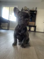 Dolly, a female French Bulldog for sale in Eastvale, CA – Photo 3 of 8