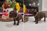 Dolly, a female French Bulldog for sale in Eastvale, CA – Photo 1 of 8