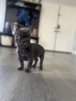 Dolly, a female French Bulldog for sale in Eastvale, CA – Photo 2 of 8