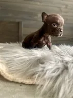 Dolly, a female French Bulldog for sale in Eastvale, CA – Photo 7 of 8