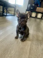 Dolly, a female French Bulldog for sale in Eastvale, CA – Photo 5 of 8