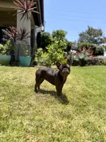 Zuzu, a female French Bulldog for sale in Eastvale, CA – 1 of 4