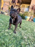 Yoshi, a male French Bulldog for sale in Eastvale, CA – 6 of 6