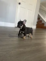 Cocoa, a male French Bulldog for sale in Eastvale, CA – Photo 4 of 9