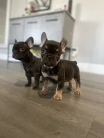 Cocoa, a male French Bulldog for sale in Eastvale, CA – Photo 5 of 9