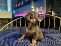 Cocoa, a male French Bulldog for sale in Eastvale, CA – Photo 7 of 9