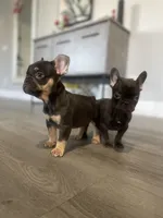 Cocoa, a male French Bulldog for sale in Eastvale, CA – Photo 1 of 9