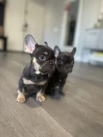 Cocoa, a male French Bulldog for sale in Eastvale, CA – Photo 9 of 9