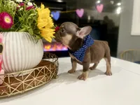 Cocoa, a male French Bulldog for sale in Eastvale, CA – Photo 2 of 9